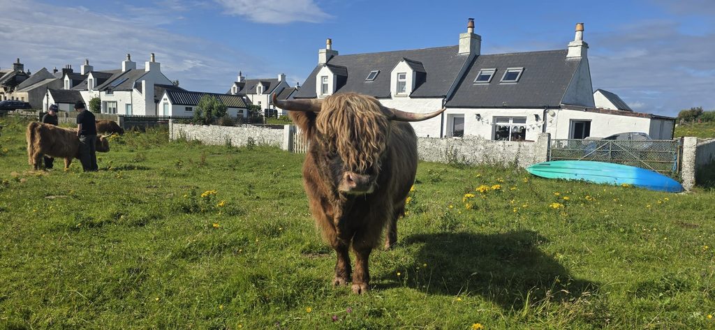 Highland cow on Tiree